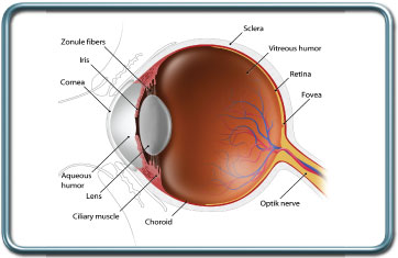 אנטומיה ופיזיולוגיה של העין