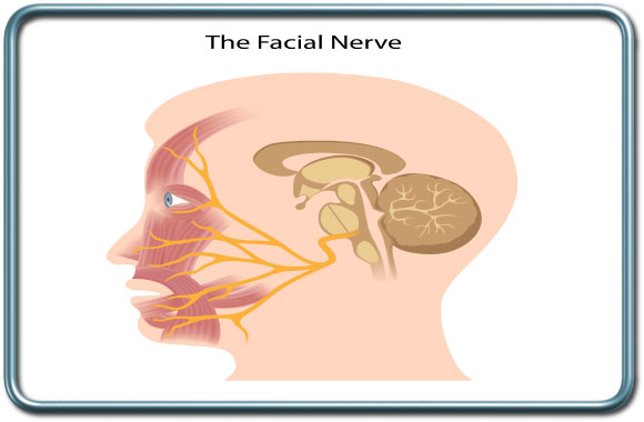 עצב הפנים- The Facial nerve