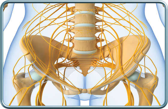 פקעת העצבים הלומברית והסקרלית- lumbar and sacral nerve plexus