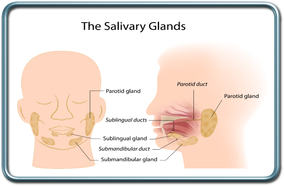 בלוטות הרוק- The salivary glands