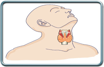 בלוטת התריס ובלוטת יותרת התריס- Thyroid and parathyroid glands