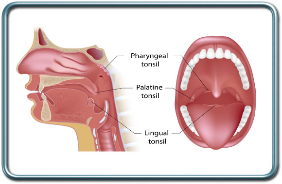 חלל הפה, הלוע והשקדים- Oral cavity, pharynx and tonsiles